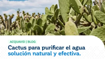 Cactus para purificar el agua solución natural y efectiva ACQUAVID - BLOG